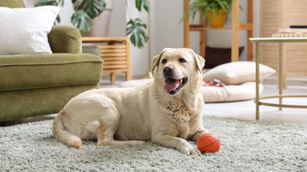 lakástextilt méteráru